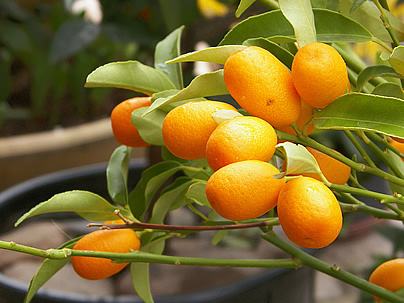 Laranjinha kinkan – Fortunella margarita Curiosidade sobre a Planta