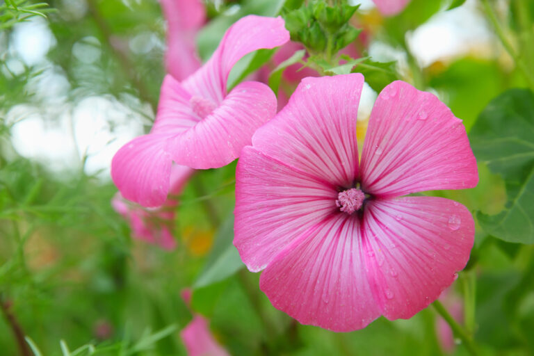 Lavatera de tres meses – Lavatera trimestris flores Lavatera de tres meses – Lavatera trimestris flores