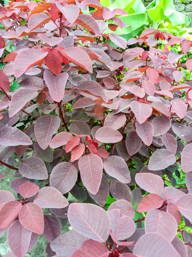Leiteiro vermelho – Euphorbia cotinifolia Leiteiro vermelho – Euphorbia cotinifolia