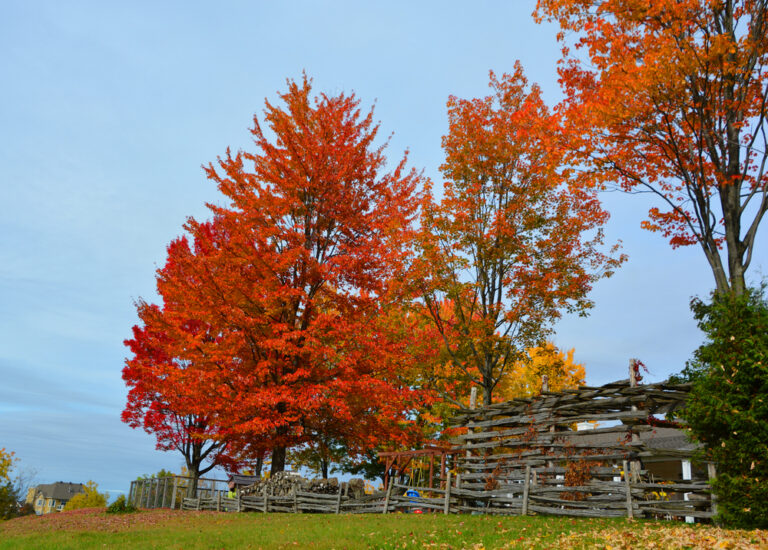 Liquidambar – Liquidambar styraciflua Liquidambar – Liquidambar styraciflua