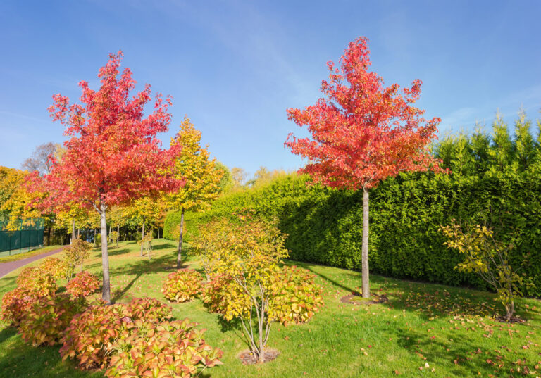 Liquidâmbar – Liquidambar styraciflua: Cultivo da Planta