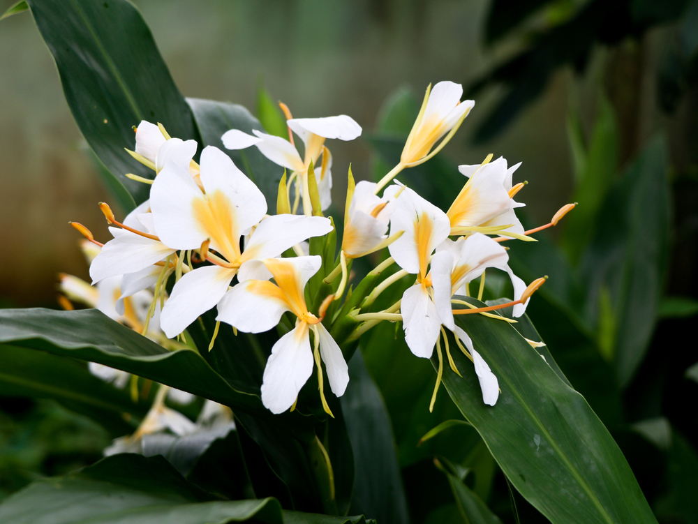 flor Hedychium chrysoleucum lirio brejo flor Hedychium chrysoleucum lirio brejo