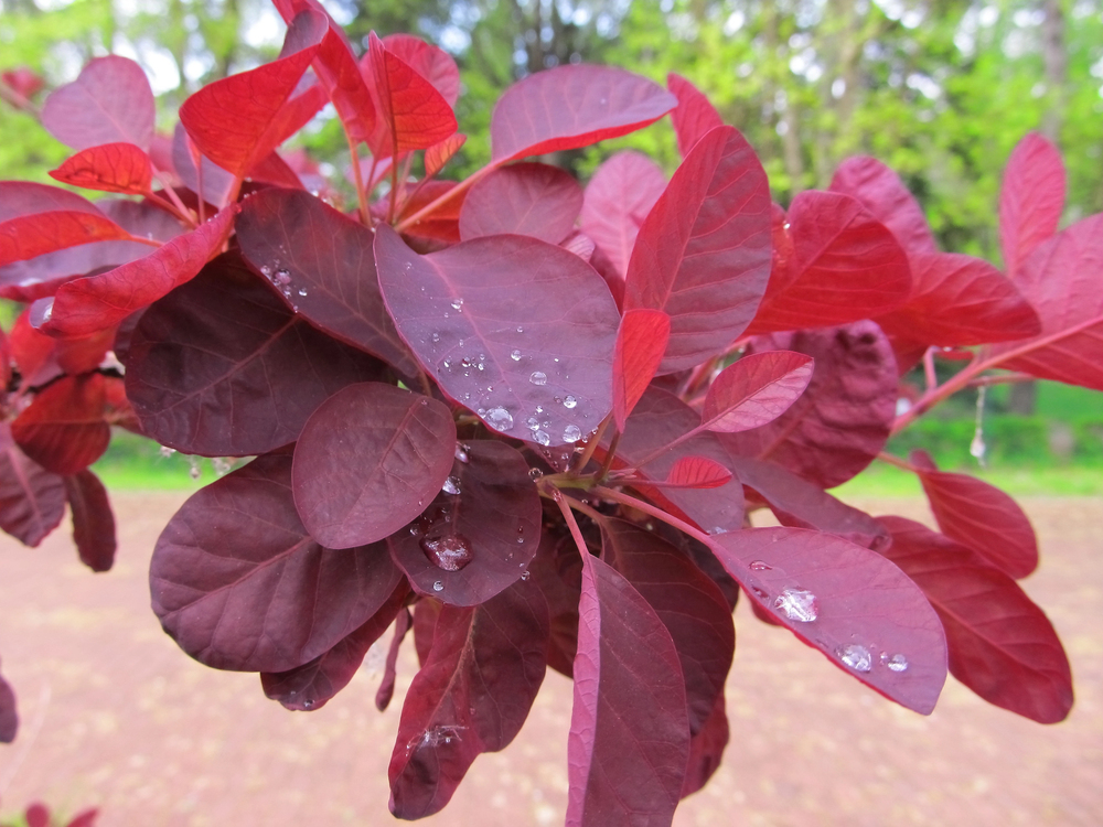 flor Leiteiro vermelho – Euphorbia cotinifolia flor Leiteiro vermelho – Euphorbia cotinifolia