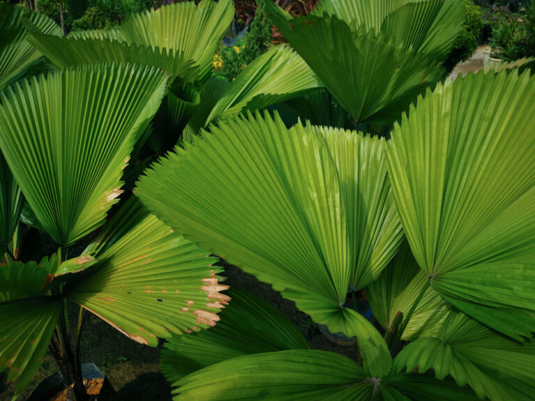 folha Licuala redonda – Licuala peltata folha Licuala redonda – Licuala peltata