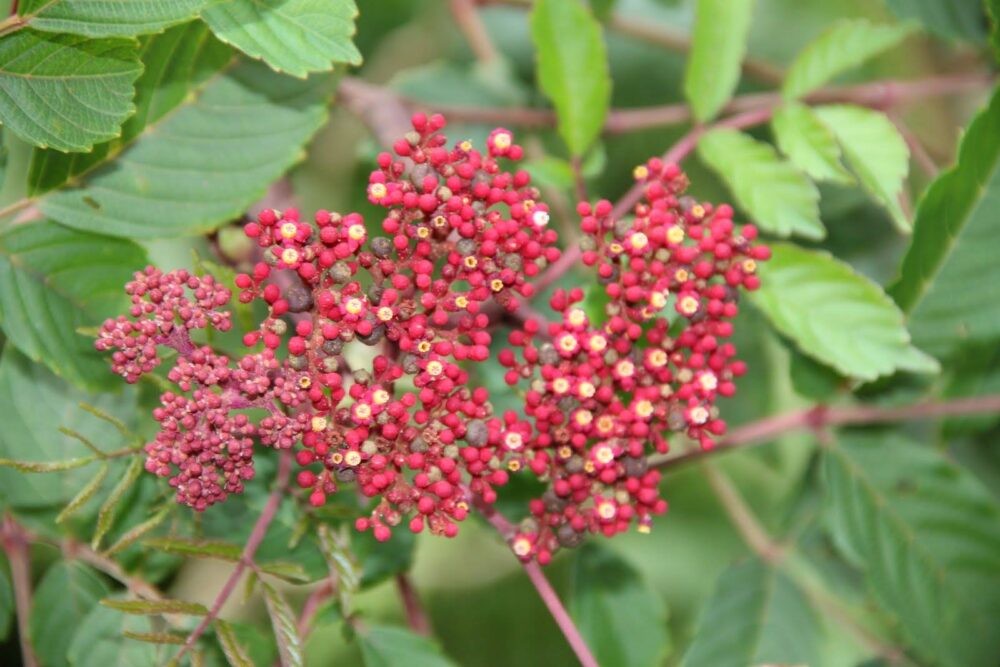 leea rubra leea rubra