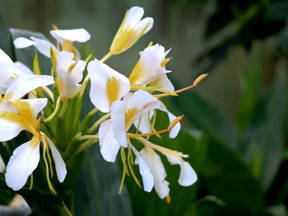 lirio amarelo do brejo Hedychium chrysoleucum lirio amarelo do brejo Hedychium chrysoleucum