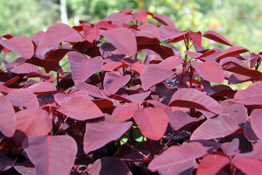 planta Leiteiro vermelho – Euphorbia cotinifolia Leiteiro vermelho – Euphorbia cotinifolia