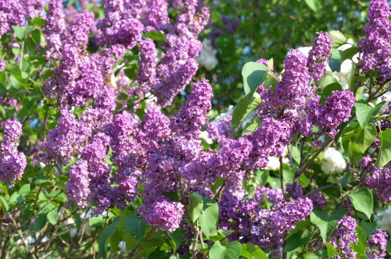 planta Lilas – Syringa vulgaris planta Lilas – Syringa vulgaris