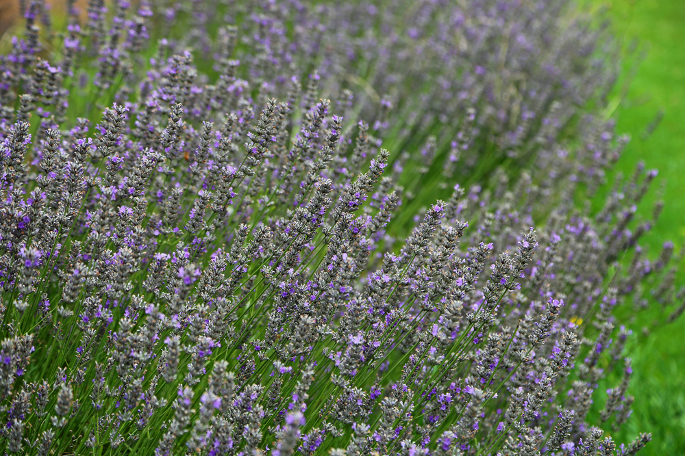 plantacao de Lavanda – Lavandula sp plantacao de Lavanda – Lavandula sp