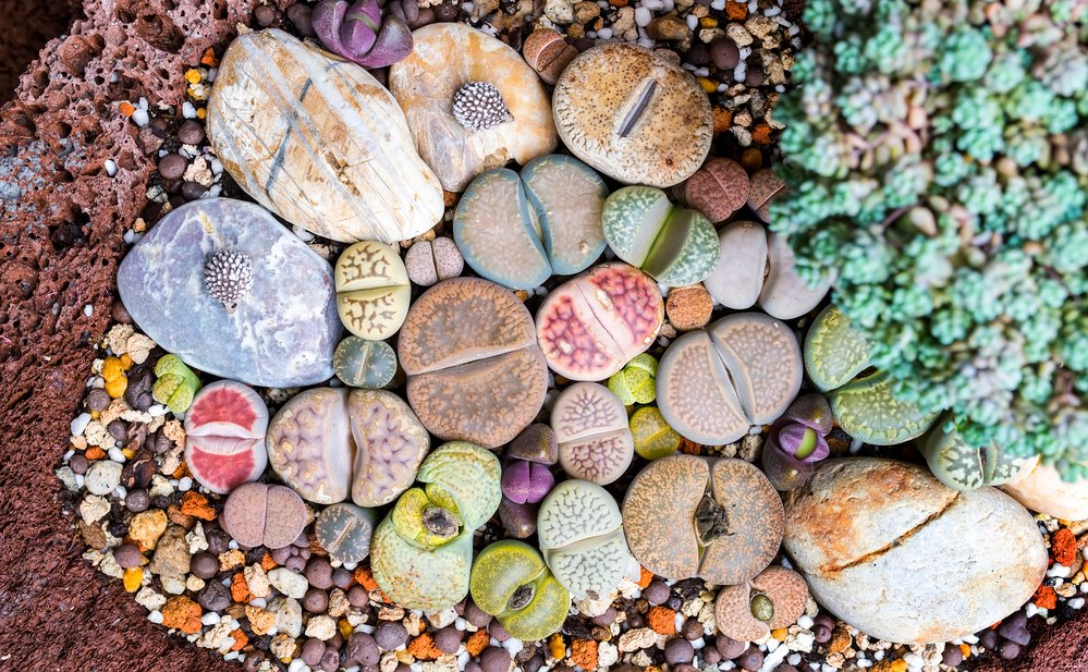 Lithops – Lithops sp: Como plantar? 2 Lithops planta pedra