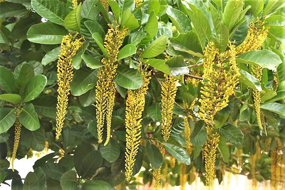 Lophantera lactescens Lophantera lactescens