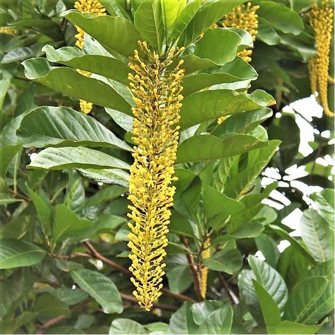 lofantera Lofantera