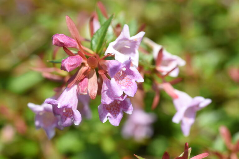 Abelia x grandiflora