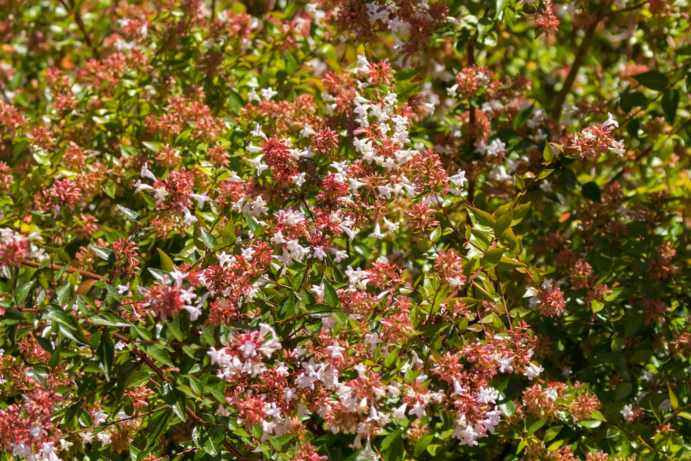 Abelia x grandiflora flor Abelia x grandiflora flor