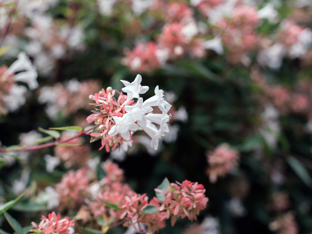 Abelia planta abelia