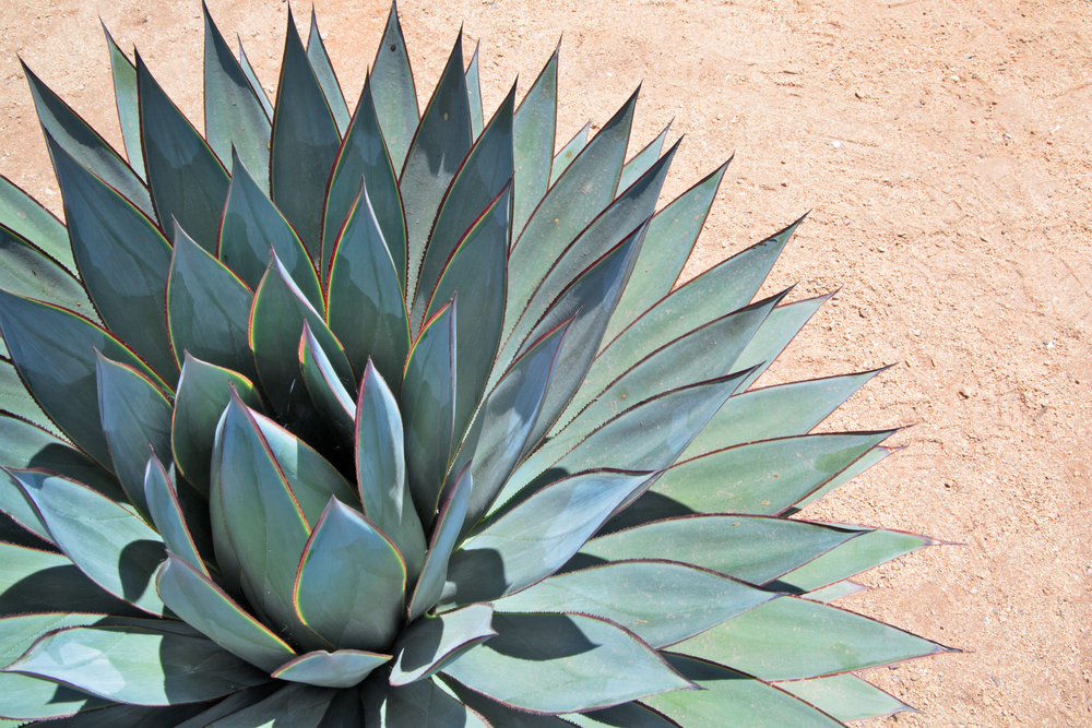 Agave Dragao Agave Dragão