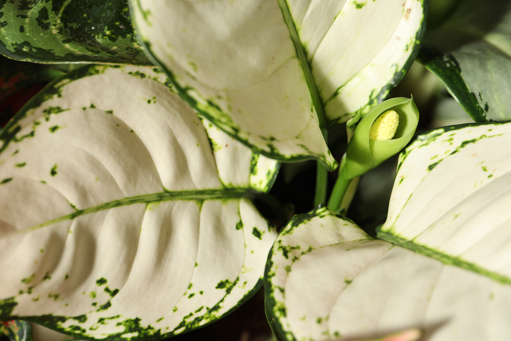 Aglaonema cultivo Aglaonema cultivo