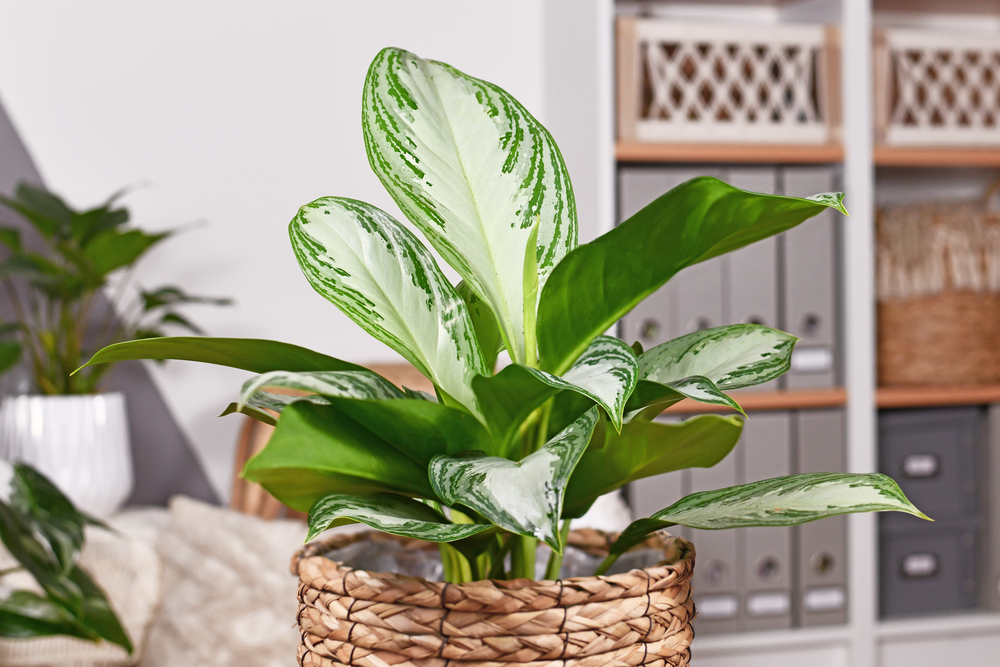 Aglaonema planta Aglaonema planta