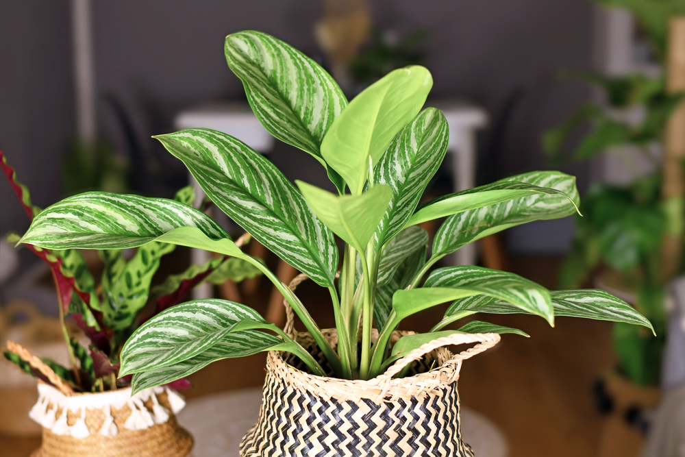 Aglaonema Aglaonema