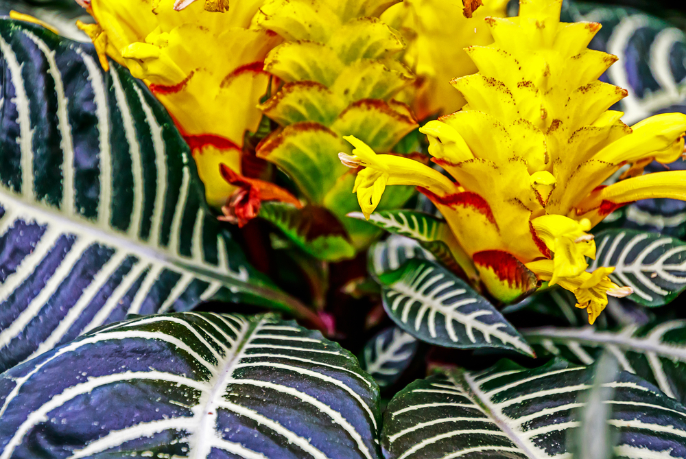 Aphelandra squarrosa Afelandra Aphelandra squarrosa
