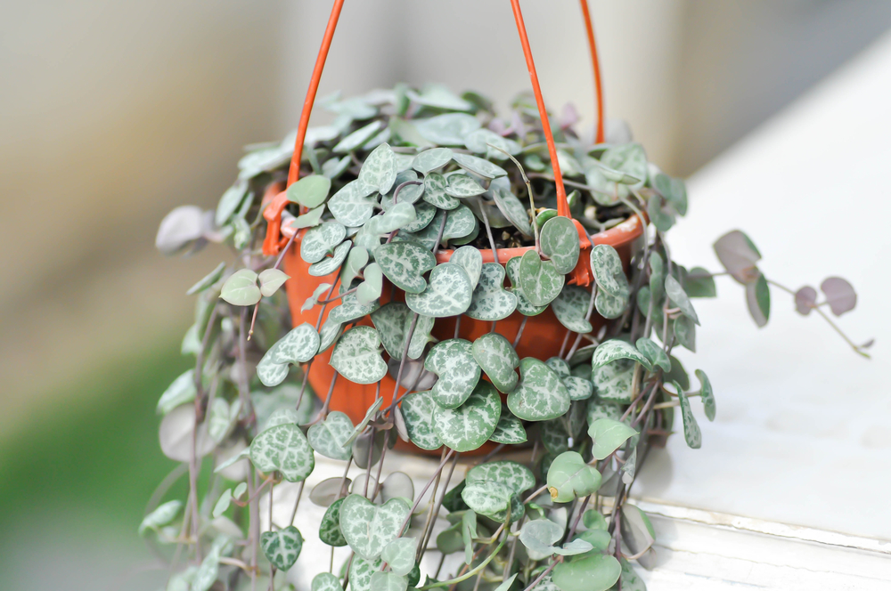 Ceropegia woodii coracoes corações emaranhados