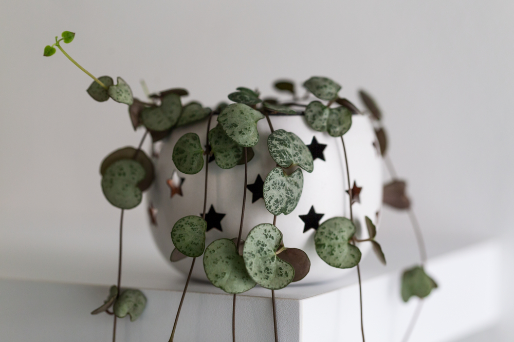 Ceropegia woodii Ceropegia woodii