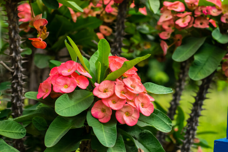 Colchao de Noiva Colchao de Noiva