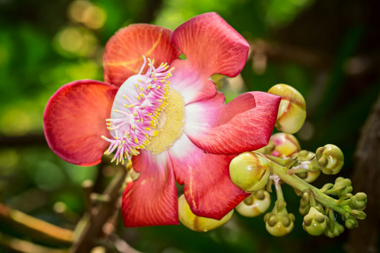 Couroupita guianensis