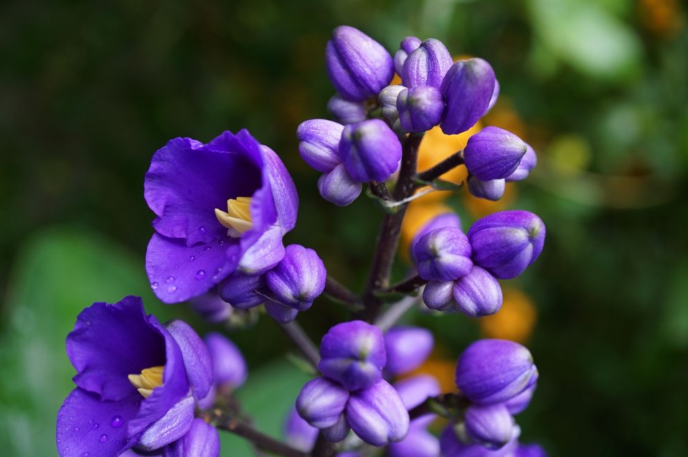 Dichorisandra thyrsiflora Dicorisandra – Dichorisandra thyrsiflora