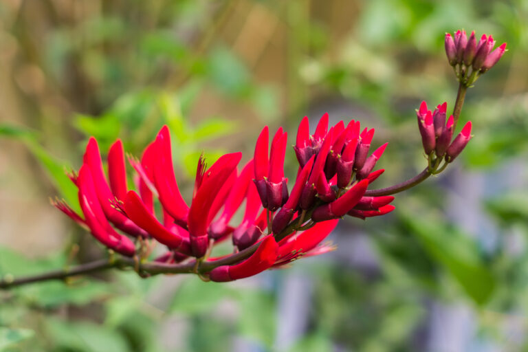 Eritrina Verde Amarela