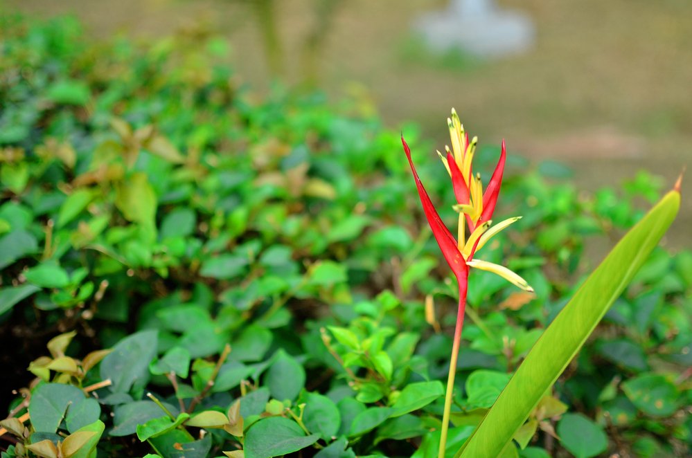 Heliconia velloziana