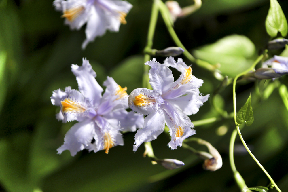 Iris japonica Iris japonica