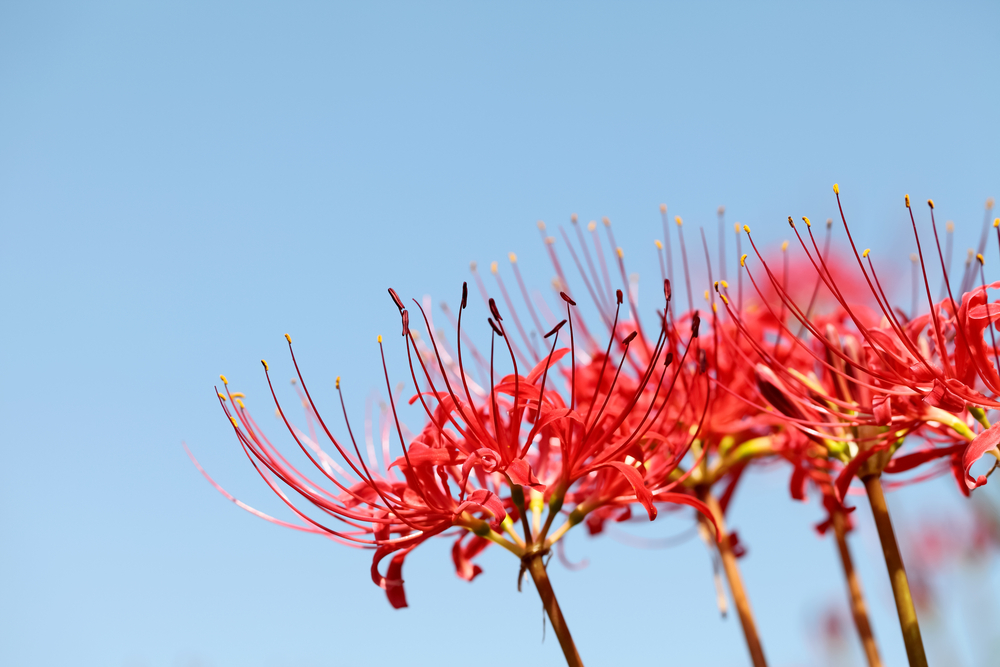 Lycoris radiata