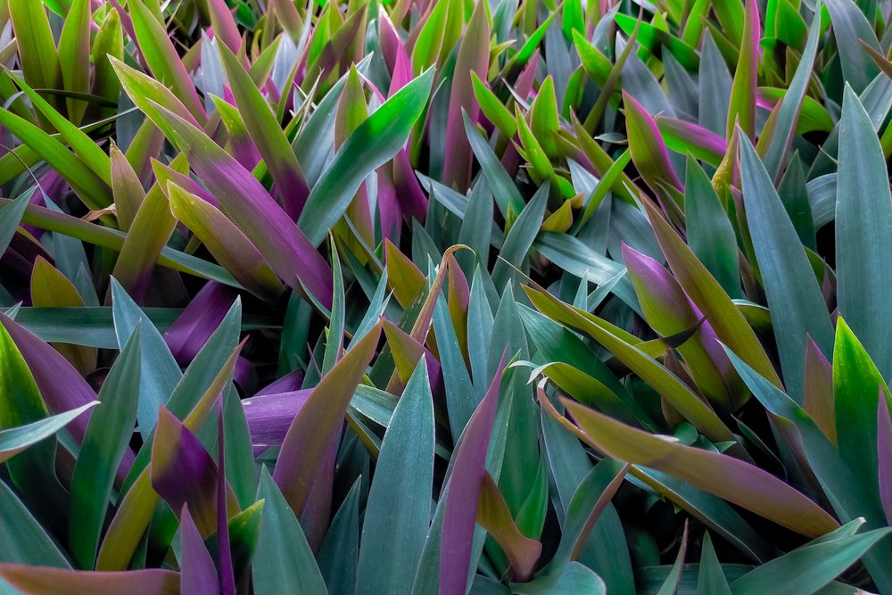 Tradescantia spathacea Tradescantia spathacea