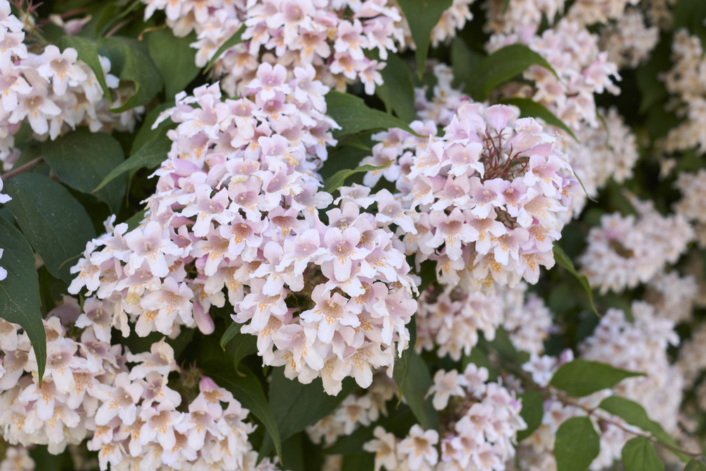 abelia arbusto abelia arbusto