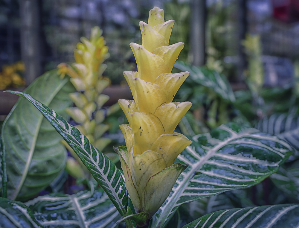 afelandra afelandra