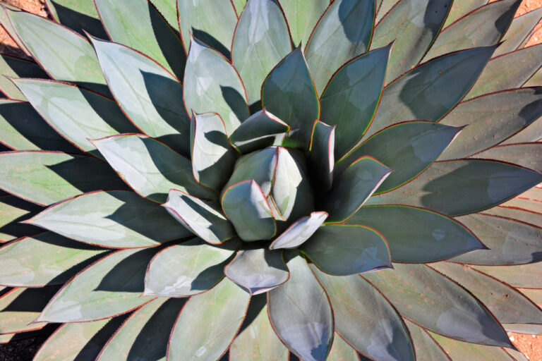 agave attenuata agave attenuata