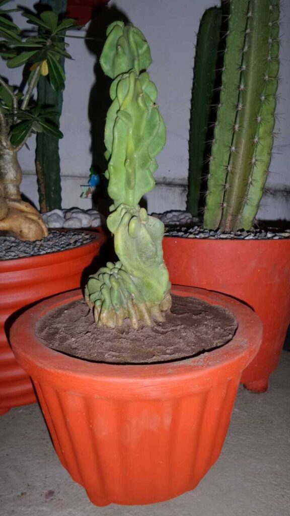 cacto do peru planta cacto do peru planta