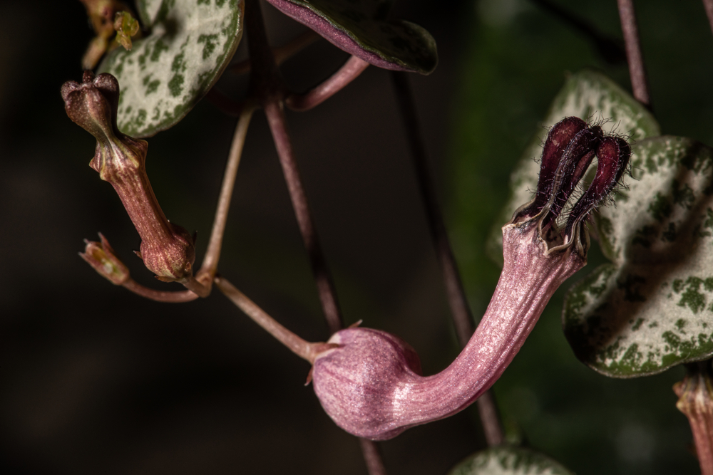 coracoes emaranhados Ceropegia woodii