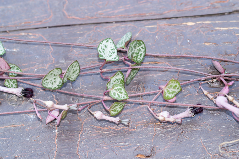 coracoes planta coracoes planta