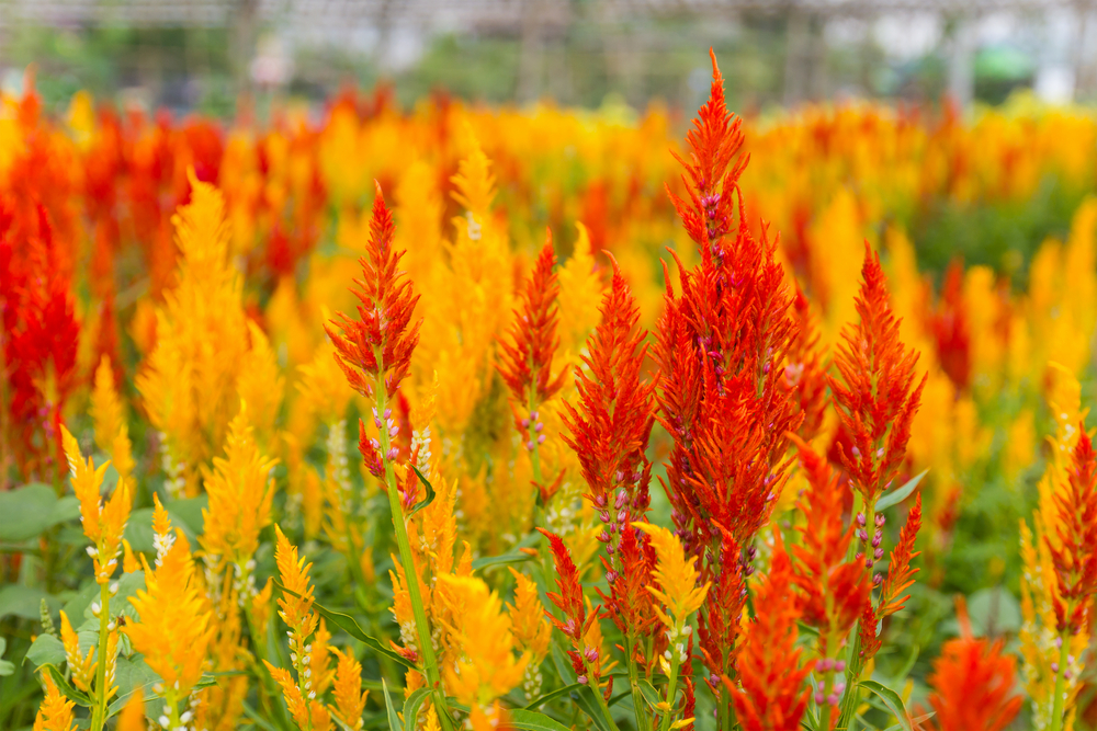 flor Crista de galo flor Crista de galo