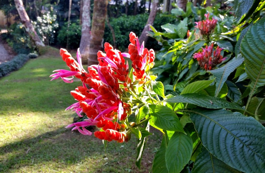 flor afelandra flor afelandra