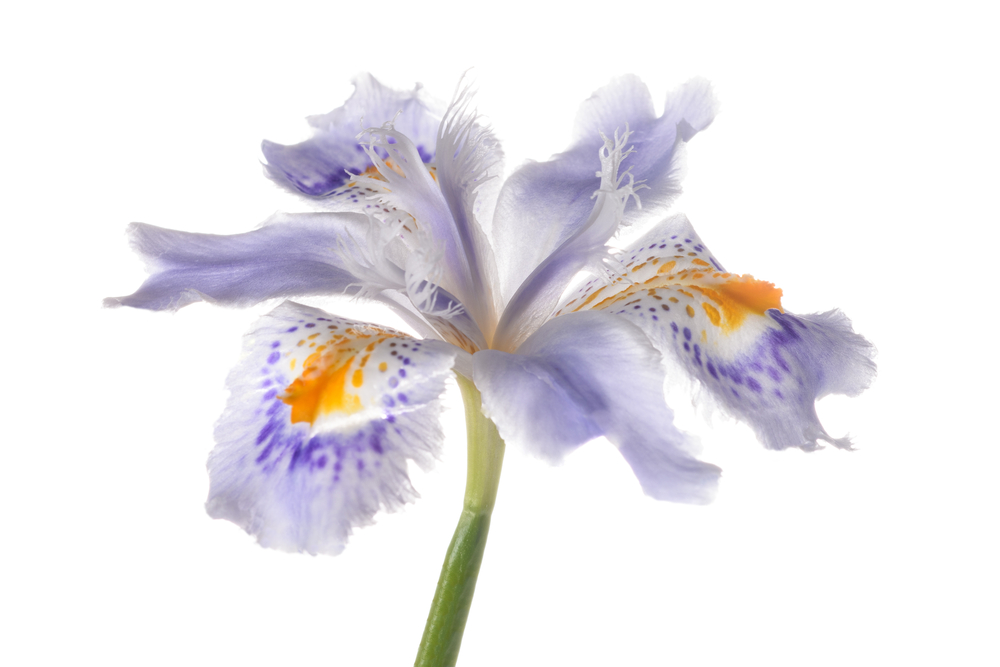 flor iris japonesa flor iris japonesa