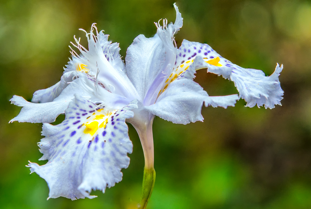 iris japonica 1 iris japonica 1