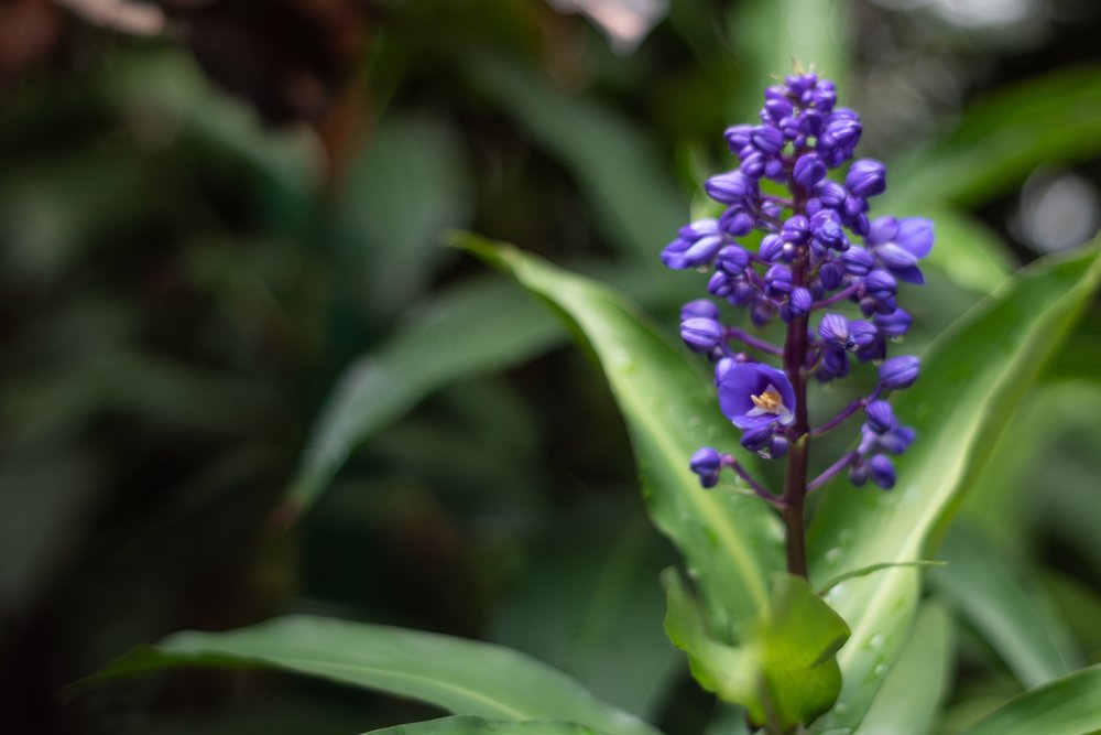 planta Dicorisandra – Dichorisandra thyrsiflora planta Dicorisandra – Dichorisandra thyrsiflora
