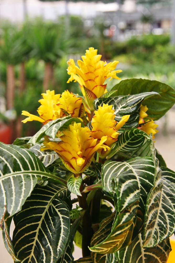planta afelandra planta afelandra