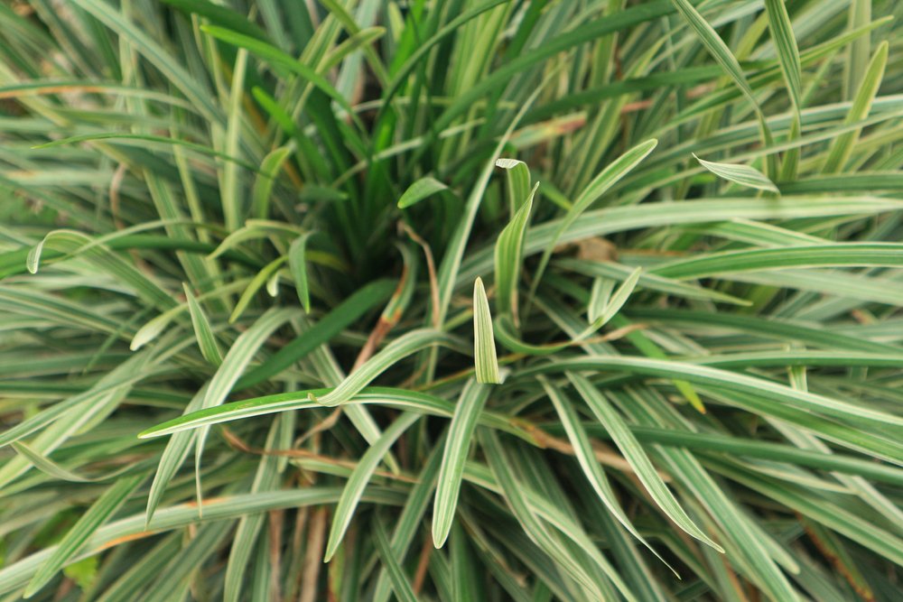 barba de serpente planta