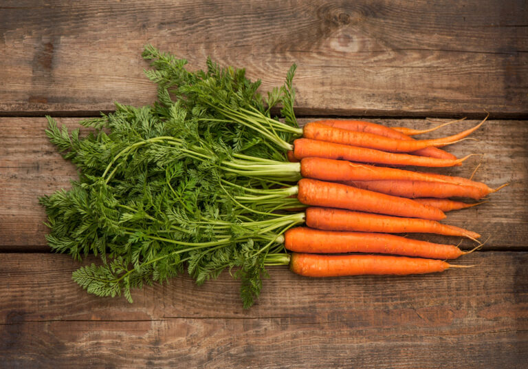 Daucus carota cenoura plantio Daucus carota cenoura plantio
