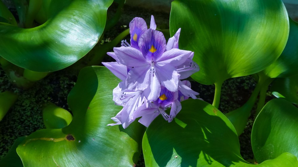 Eichhornia crassipes Eichhornia crassipes