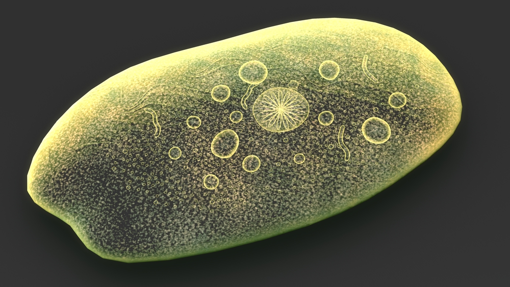 Entamoeba histolytica Entamoeba histolytica